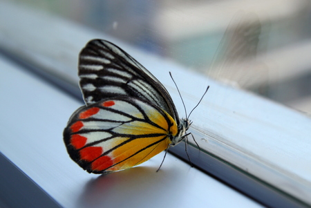 White-yellow-orange Jezebel butterfly on the window in the morning.の写真素材