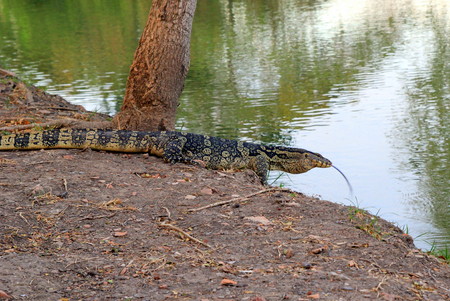Giant lizard is walking to the river. Ayutthaya, Thailand.の写真素材