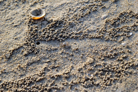 Koh Chang, Thailand. Crabs on the beach.の写真素材