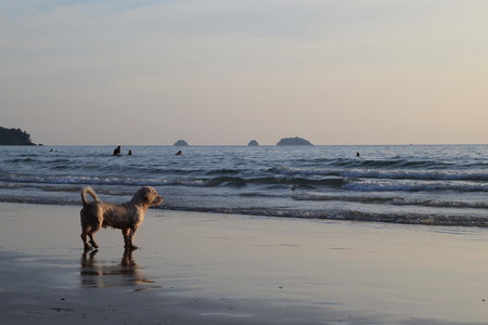 Koh Chang, Thailand. A dog on the sunset beach.の写真素材