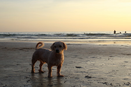 Koh Chang, Thailand. A dog on the sunset beach.の写真素材