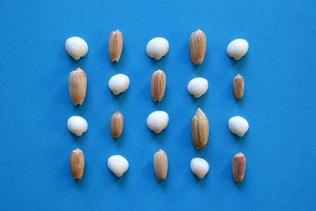 A lot of seashells in the rows on the blue background.