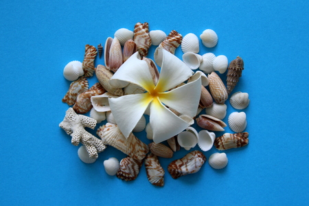 The beautiful white flower with seashells on the blue background.の写真素材