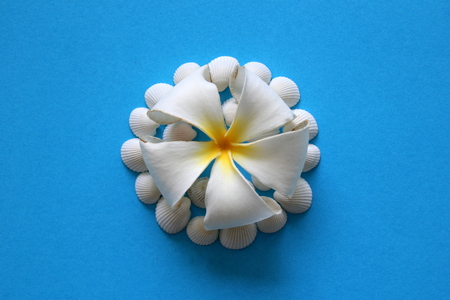 The beautiful white flower with seashells on the blue background.の写真素材