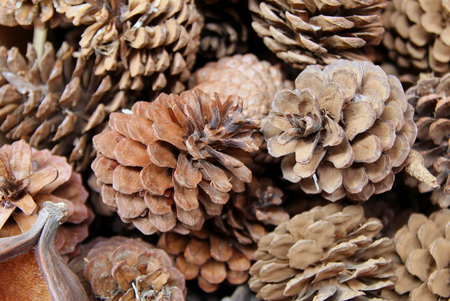 Travel to Bangkok, Thailand. The pine cones on the flower market.の写真素材