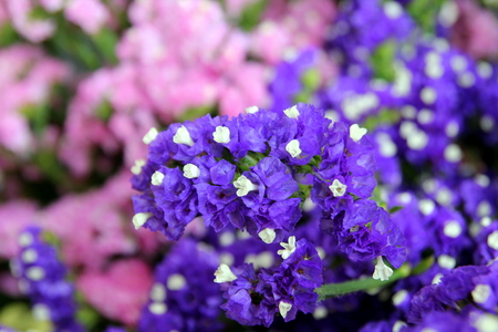 Travel to Bangkok, Thailand. The purple and pink flowers in the bouquet on the market.の写真素材