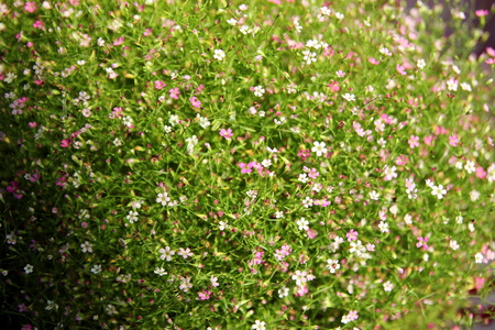 Travel to Bangkok, Thailand. The green meadow with beautiful small bloomering flowers.の写真素材