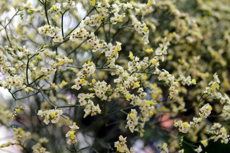 Travel to Bangkok, Thailand. The white and yellow flowers in the bouquet on the market.の写真素材
