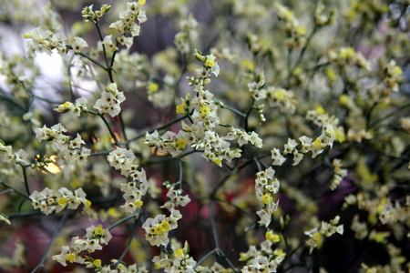 Travel to Bangkok, Thailand. The white and yellow flowers in the bouquet on the market.の写真素材