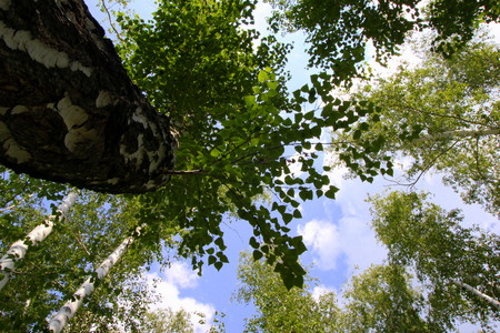 Travel to Arkaim, Russia. The look in the sky through the trees.の写真素材