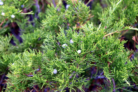 Travel to Kazakhstan. Juniper bush with berries.の写真素材