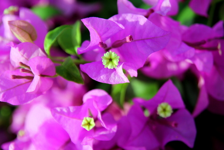 Travel to Bangkok, Thailand. The small pink and white flowers bougainvillea in a park.の写真素材