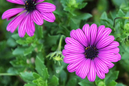 Blooming purple African daisy flowers on the meadow.の写真素材