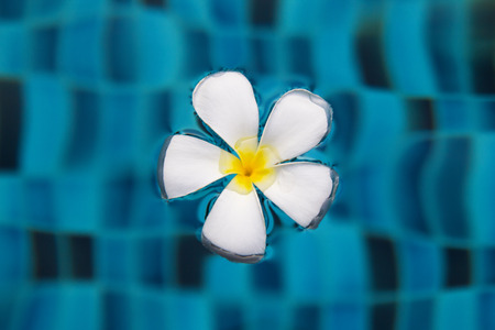 White flower of frangipani (or plumeria) on a blue surface of a swimming pool.の写真素材
