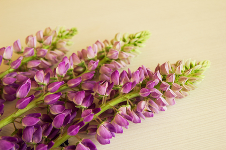 Purple flowers of lythrum on the white wooden background.の写真素材