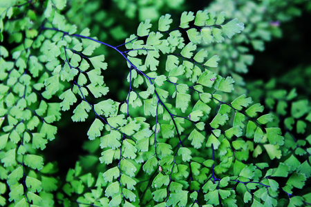 The top view on the ferns on a black background.の写真素材