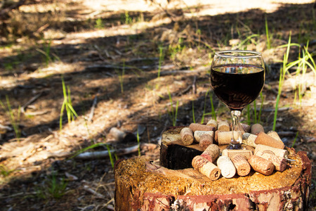 A glass with a red wine and wine corks on a stump in a summer forest in a sunny day.の写真素材