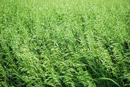 A field of the green ears of wheat in a windy weather. Russia, Siberia.の写真素材