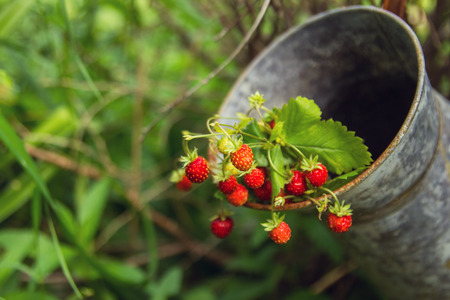 Berries of wild strawberry on branches in an old tin jar. Russia, Siberia.の写真素材