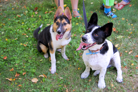 Two happy puppies are walking on a grass in a park.