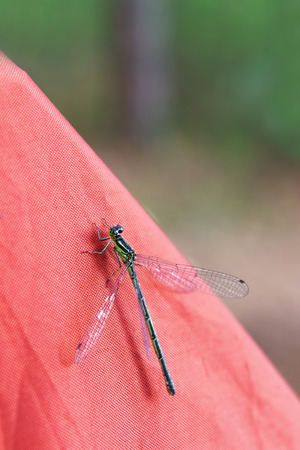 Black and green dragonfly closeup on a red tent.