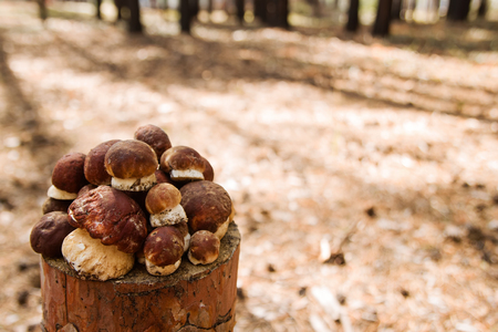 Fresh porcini mushrooms on a stump on the background of summer forest.の写真素材