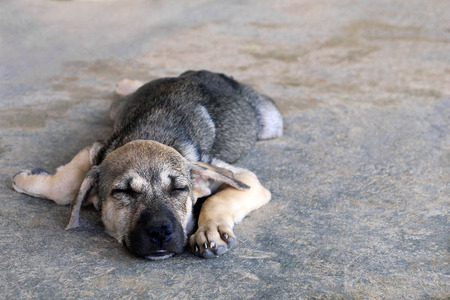 Cute puppy is sleeping on a pavement on a street.の写真素材