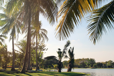 The view on the coconut palm trees near to a lake on a background of a blue sky. Toned photo. Bangkok, Thailand.の写真素材