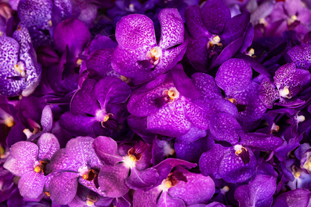The purple-white orchids in the bouquets at the flower market, top view. Chiang Mai, Thailand.の写真素材