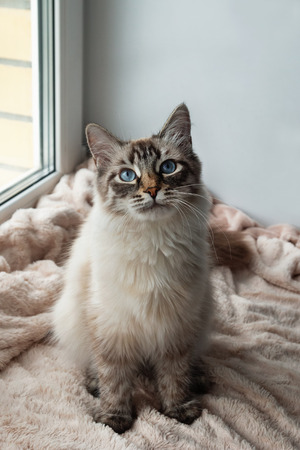 Furry cat of seal lynx point color with blue eyes is sitting on a pink blanket near to the window, top view.の写真素材
