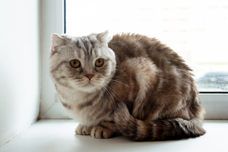 Beautiful fluffy gray tabby Scottish fold cat with yellow eyes is sitting near to the window.の写真素材