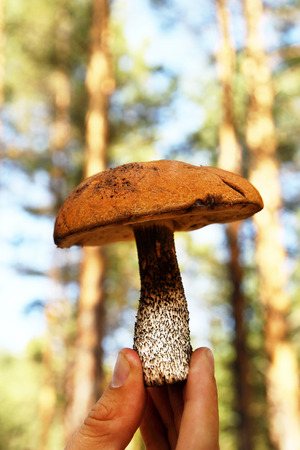 Mushroom in the manâs hand on a background of summer forest.の写真素材