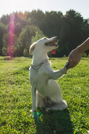 Friendly white dog is holding for hand its owner.