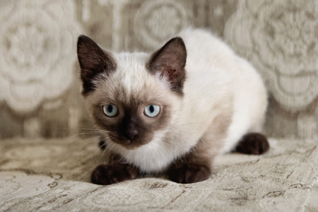 Cute color-point kitten with blue eyes is sitting on a beige sofa, front view.の写真素材
