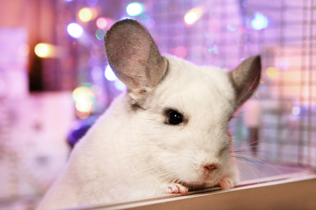 Portrait of cute white chinchilla on a background of Christmas decorations and Christmas lights. Winter season and New Year pet gifts.の写真素材