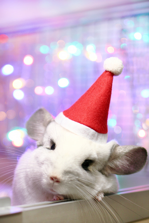 Cute white chinchilla with Santa Claus red hat on a background of Christmas decorations and Christmas lights. Little fluffy Santa. Winter concept and New Year pet gifts.の写真素材