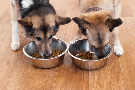 Two brown-white dogs are eating food from bowl. Feeding pets.の写真素材