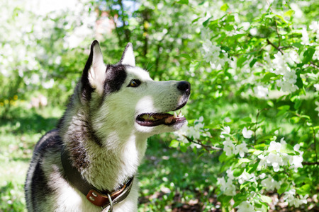 Adorable grey and white Husky dog in a garden with blossom white flowers of apple tree.の写真素材