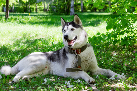 Funny grey and white Husky dog on a grass in a park on a sunny day.の写真素材