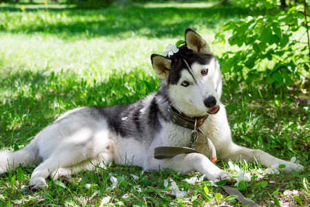 Funny grey and white Husky dog with white flowers on its head on a grass in a park on a sunny day.の写真素材