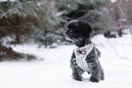 Portrait of black Russian colored lap dog phenotype on a background of coniferous forest at...