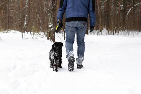 Young man is walking with his black miniature schnauzer in winter coniferous forest.の写真素材