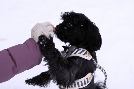 Feeding dog by ownerâs hand. Black Russian colored lap dog phenotype for a walk at wintertime.の写真素材