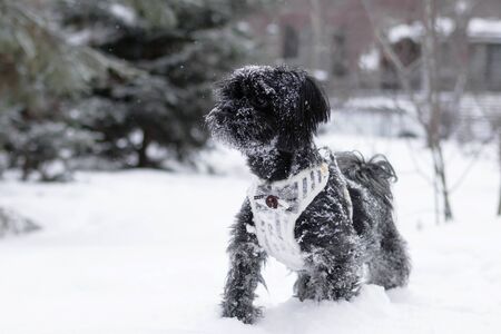 Portrait of black Russian colored lap dog phenotype on a background of coniferous forest with castle at wintertime.の写真素材