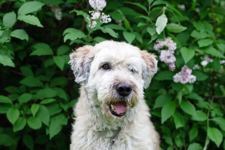 Cute smiling South Russian Shepherd Dog for a walk in a summer park on a background of lilac bushes.の写真素材