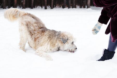 Owner playing with her dog. Feeding dog by owner hand. South Russian Shepherd Dog for a walk in wintertime.の写真素材
