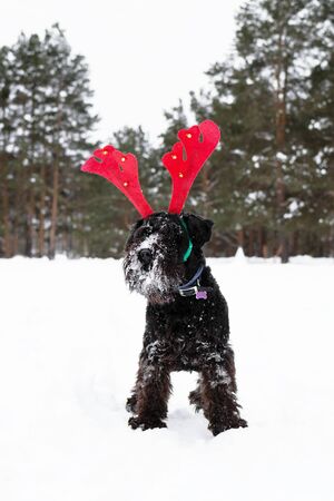 Black miniature schnauzer is wearing red deer horns in the winter forest. Symbol for Christmas and New Year.の写真素材