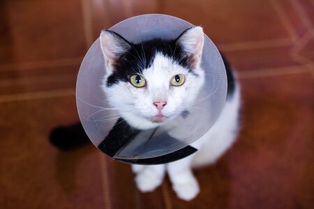 Beautiful black-white cat with plastic medical collar is sitting on a floor and looking into the camera.の写真素材