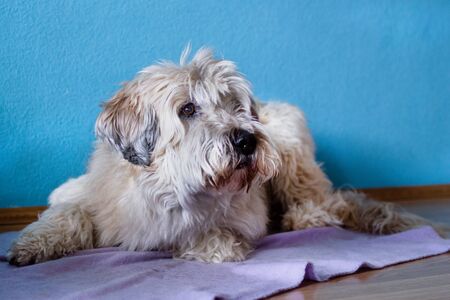 Portrait of South Russian Shepherd Dog at home on a purple plaid on a background of blue wall.の写真素材