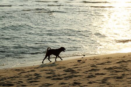Silhouette of the dog walking on the sandy beach at sunset.の写真素材